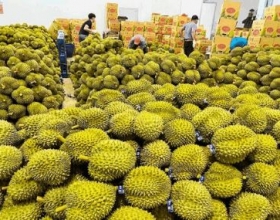 Xuất khẩu sầu riêng sang Trung Quốc khởi sắc trở lại