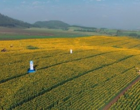 Cánh đồng hoa hướng dương rực rỡ tại Nghệ An dịp cuối năm