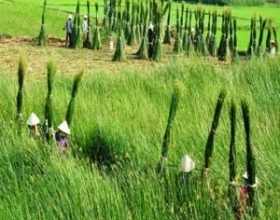 Chiếu cói - Nghệ Thuật Dệt Thủ Công Truyền Thống