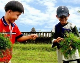 Cây Cỏ Gà: Hồi Ức Tuổi Thơ Qua Trò Chơi Miền Quê