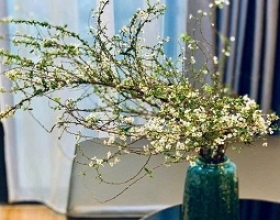 Tuyết Mai – Vẻ Đẹp Tinh Khôi Chinh Phục Mọi Không Gian