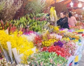 Ý nghĩa của các loài hoa mùa xuân 