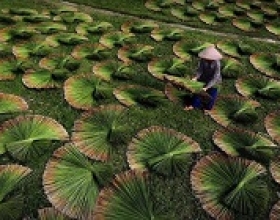 Bóng dáng quê hương qua từng sợi cỏ bàng