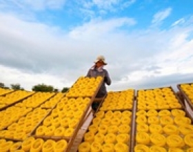 Làng nghề bún, bánh An Thái: Hơn 100 năm giữ hồn quê Việt