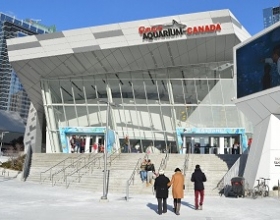 Thủy cung Ripley’s Aquarium: Điểm đến kỳ thú giữa lòng Toronto